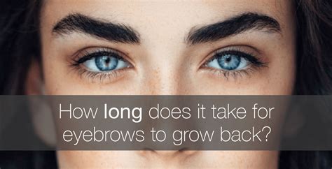 how long does it take to grow back eyebrow hair